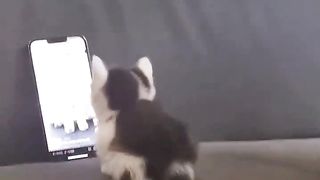 kitten watching video