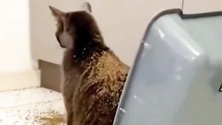 Cat messed up in the toilet
