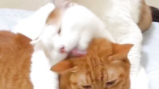 Cats clinging together and licking each other's fur