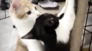 Cat helping a fallen cat