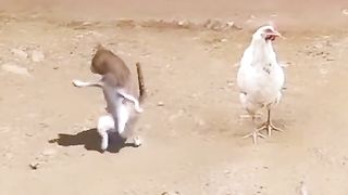 dance son you will get money