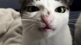funny cats 28