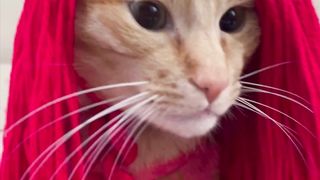 funny cats 29