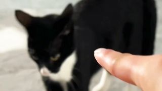 funny cats 30
