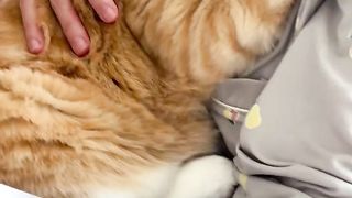 funny cats 31