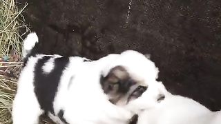 How cute 4
