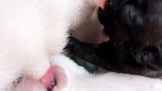 Cachorrinho mamando