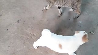 Dog and cat.