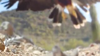 Eagles Attack Rat