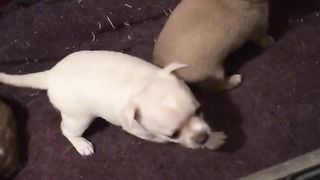beautiful dogs playing.