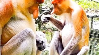 The proboscis monkey mating ritual is really romantic