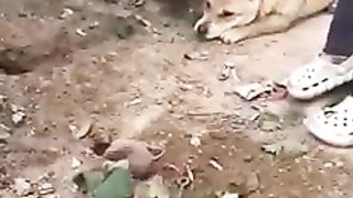 Dafa ho jawo