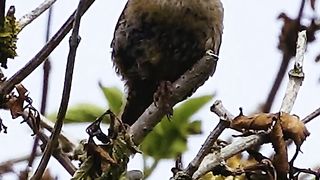 Eurasian Wren singing - Listen to one of the loudest bird songs_ _shorts(720P_HD).