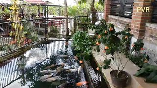 FISH in water Natural