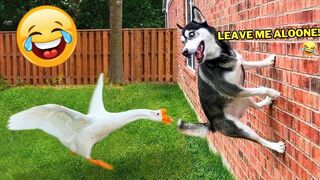 Funny & Hilarious Dog’s Life ????