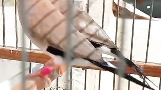 Masked finches