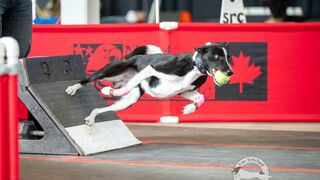 Flyballdogs