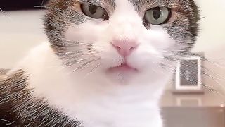 cats-cutecat-funnycats-explore-love-fun