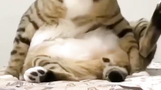 funny-and-cute-cats-shortvideo-shorts