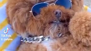 Cool dogs