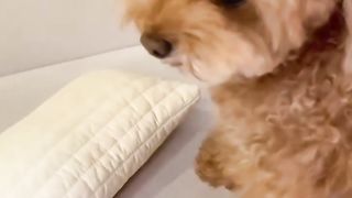 the dog was startled by the sound of his own fart