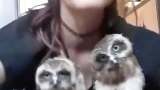 The owl is adorable!!