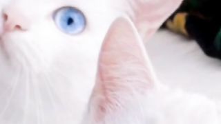 cute twin cats with beautiful eyes