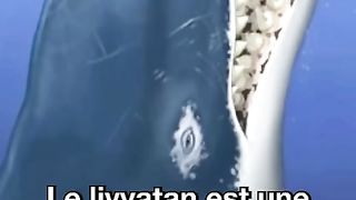 Le seul prédateur du mégalodon : le livyatan
