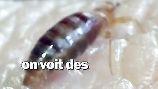 Comment détecter et éradiquer les punaises de lit ?