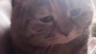KUCING NONTON TIKTOK