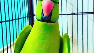 Parrot 10