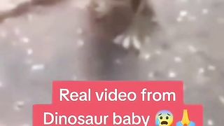 real dinosaur t rex trex baby