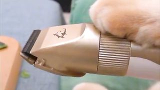 funny cat video 10
