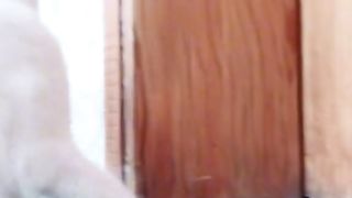 funny cat video 11