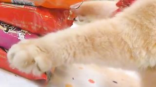 cat video 4