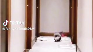 cat funny video 3