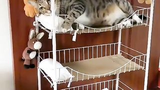 so satisfying cat video