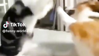 cat fight video
