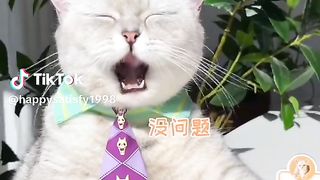 chef cat