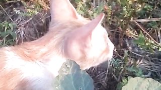 Animal's lover 189