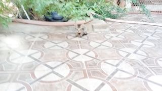 Its very cute and funny tabby kitten