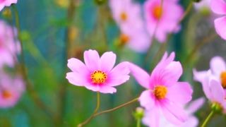 Natural Flowers | Amazing Scenery | Deep Relaxation | #nature #viral