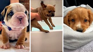 Compilation of funny dogs