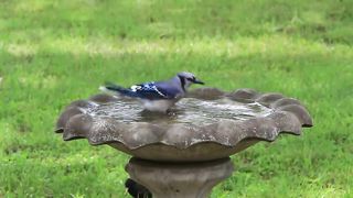 Blue Jay Bird Bath.