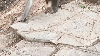 funy monkey