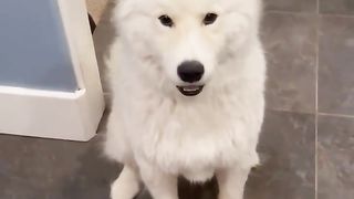 Ve YouTubery funny video, check it out.