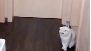 funny cat video 12