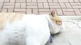 Video of very funny cats.