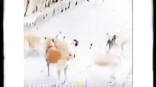 dogs attack