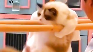 so funny cat video